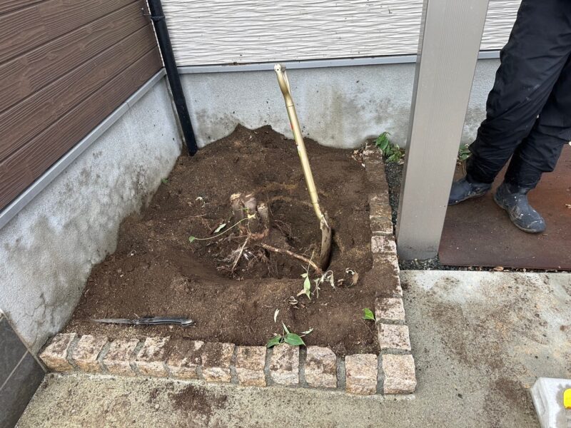 その後、スコップで堀り抜根します、