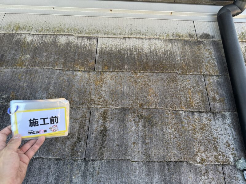 日当たりの悪いところには、コケや藻が発生しています。