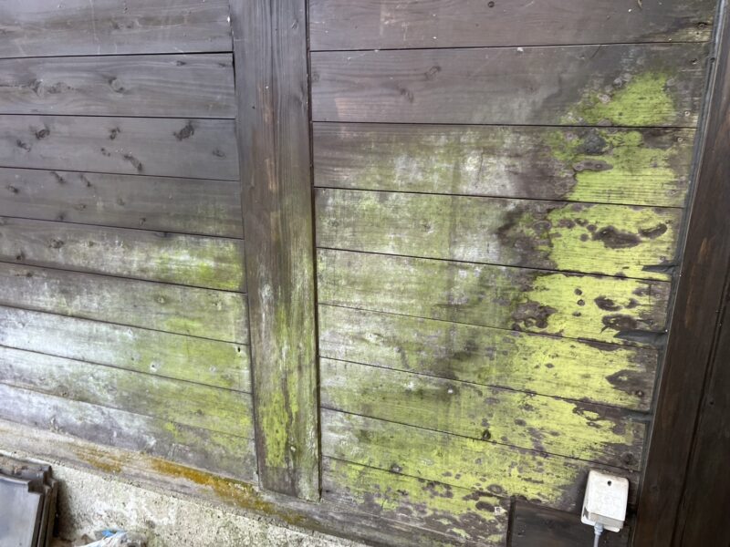 真緑になるほどの藻が外壁を覆っています。