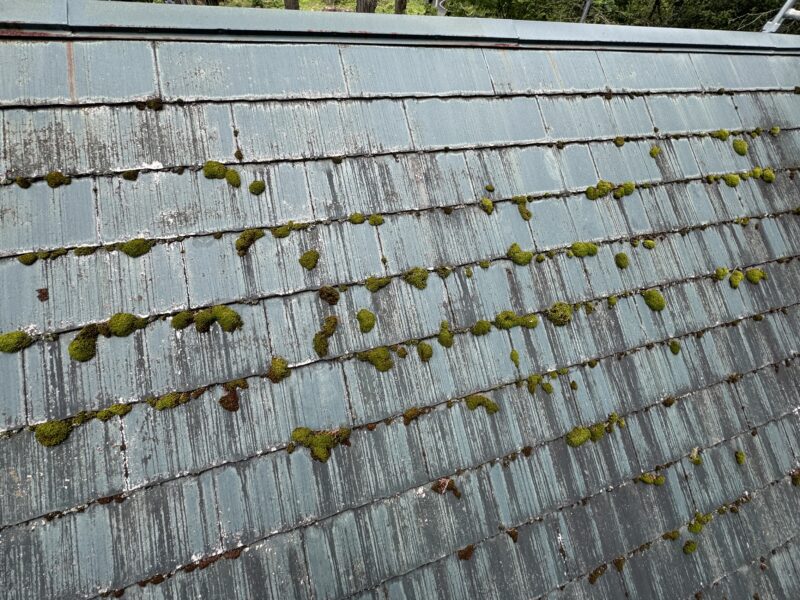 苔がたくさん生えていて、大きく成長していました。