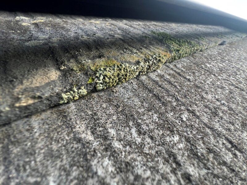 苔や藻が付いています。