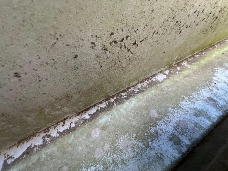 アップのお写真です。